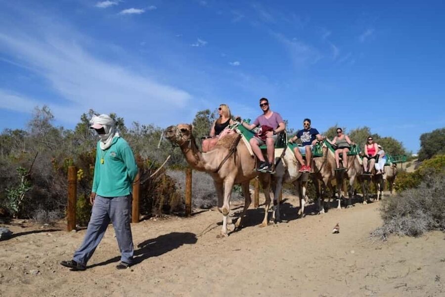 Maspalomas: Guided Camel Ride in the Maspalomas Sand Dunes - Should you book it?