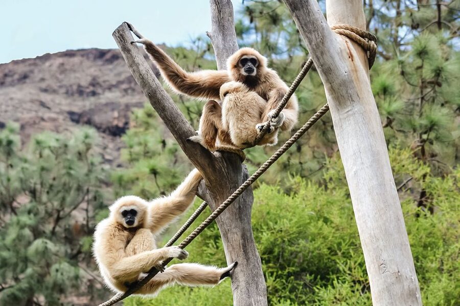 Maspalomas: Palmitos Park Ticket with Dolphin and Bird Shows - A full day in Palmitos Park’s mountain valley