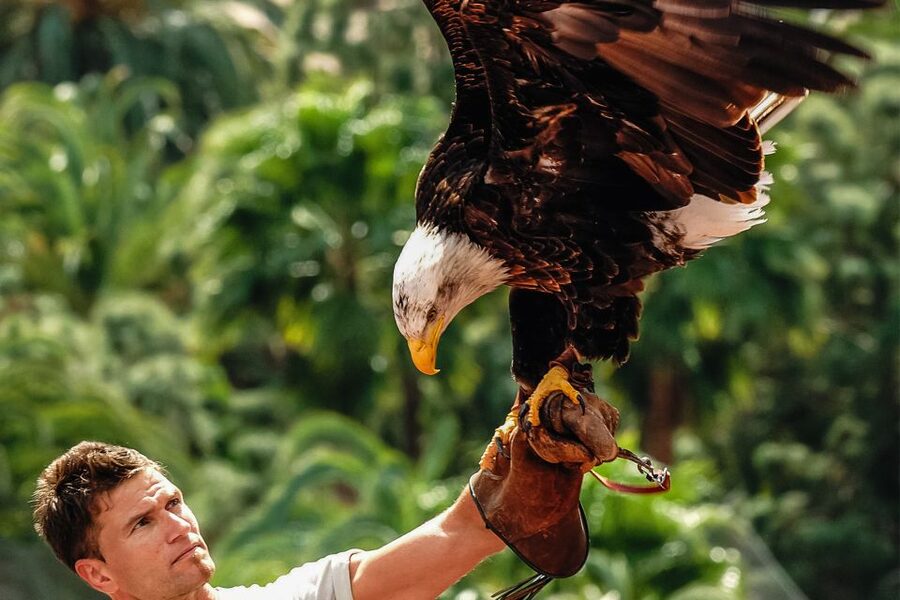 Maspalomas: Palmitos Park Ticket with Dolphin and Bird Shows - Birds of prey over the hills