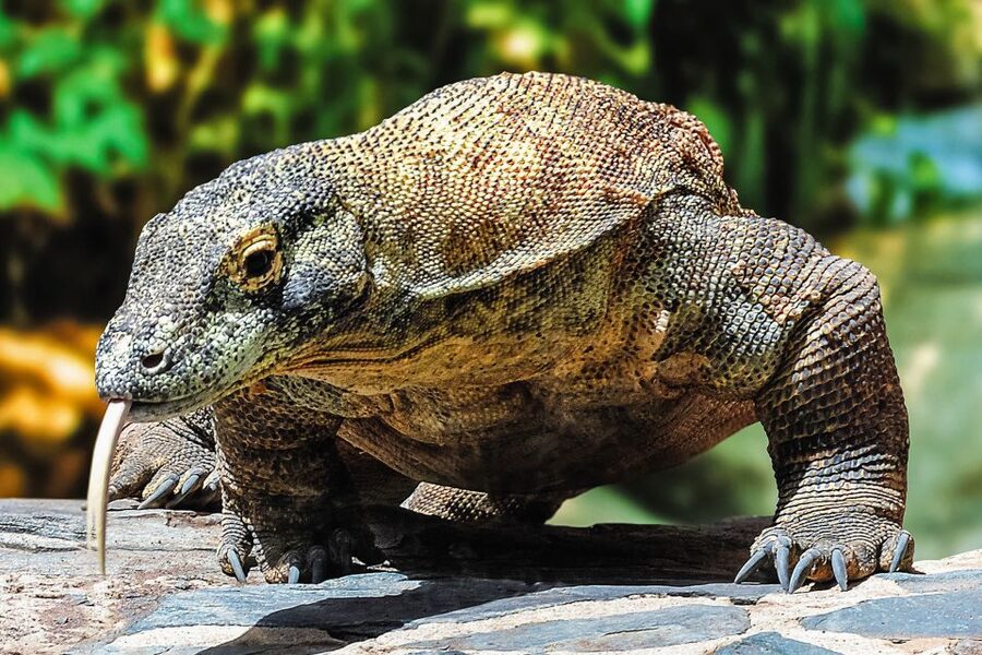 Maspalomas: Palmitos Park Ticket with Dolphin and Bird Shows - Komodo dragons, caimans and Gran Canaria reptiles