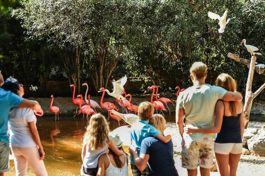 Maspalomas: Palmitos Park Ticket with Dolphin and Bird Shows - Walking, shade and practical comfort