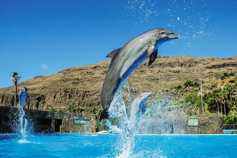 Maspalomas: Palmitos Park Ticket with Dolphin and Bird Shows - Food costs and what $44 really buys you