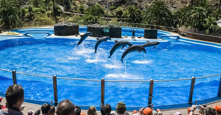 Maspalomas: Palmitos Park Ticket with Dolphin and Bird Shows - Why the dolphinarium deserves first place on your plan