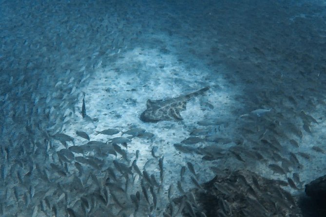 Open Water Diver Scuba Diving Course in Puerto de Mogan - Timing your course around flights