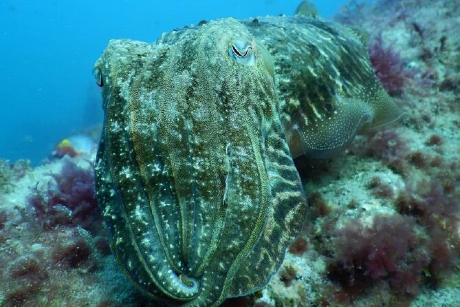 PADI Advanced Diving Course in Gran Canaria - Underwater navigation, the skill you keep using