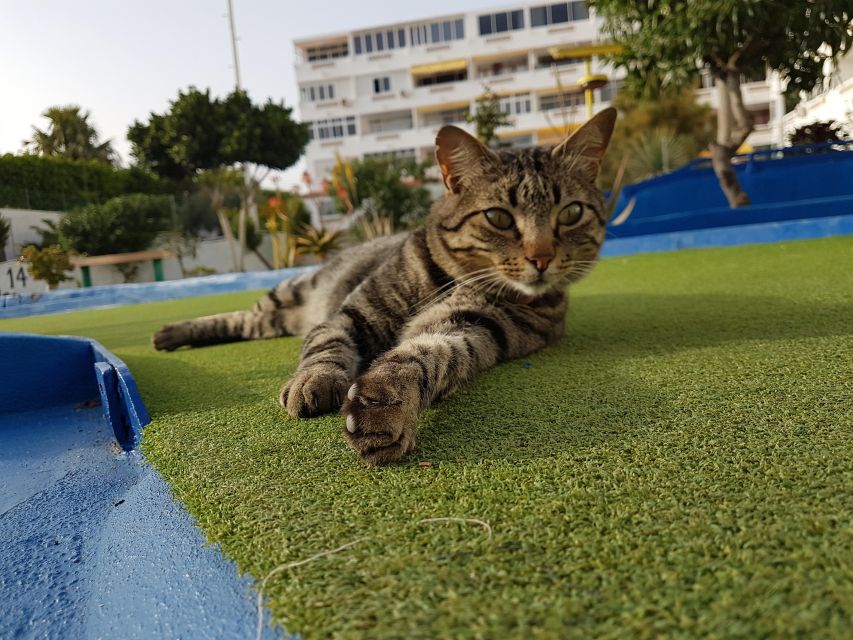Playa del Inglés: Minigolf Taidia - Who will enjoy Minigolf Taidia most?