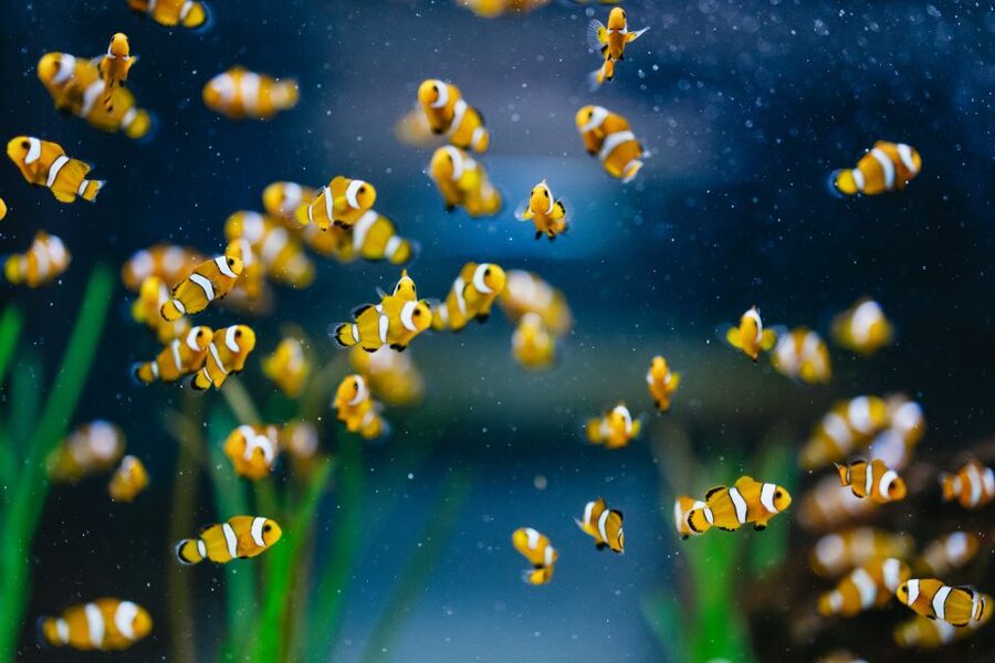 Poema del Mar Skip-the-Line Ticket - The Deep Sea exhibit and its dark water