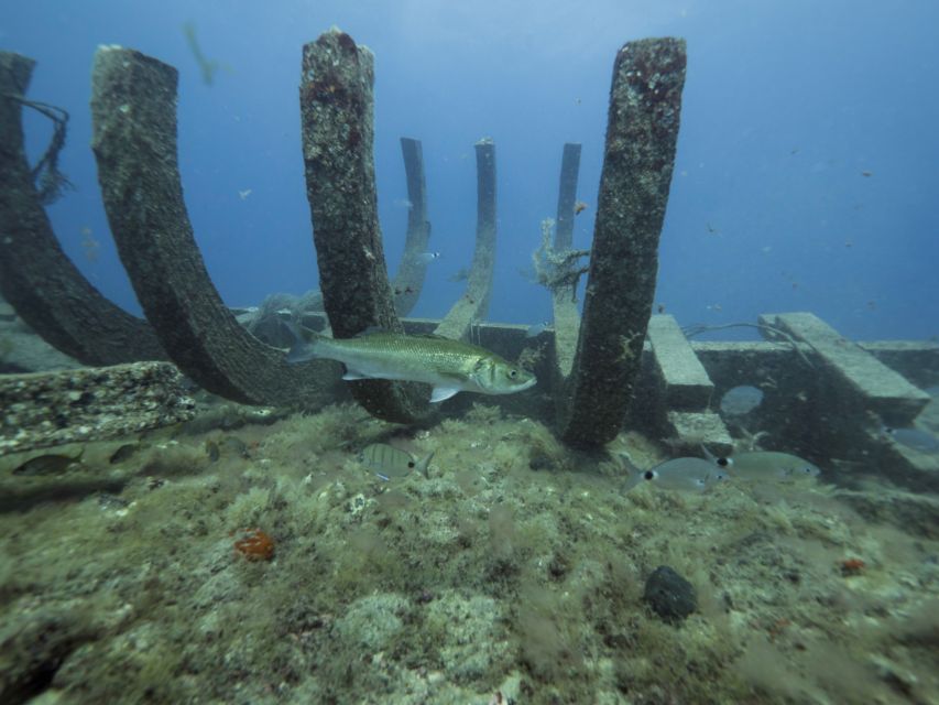 Puerto de Mogán: Submarine Tour - Price and value at $45 per person