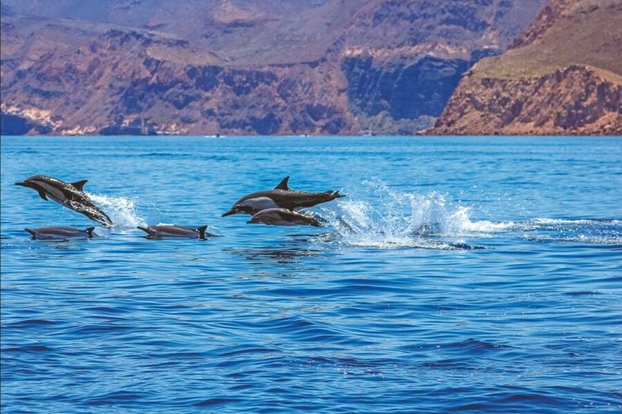 Puerto Rico de Gran Canaria: Premium Dolphin Catamaran Tour - Key points to know before you book