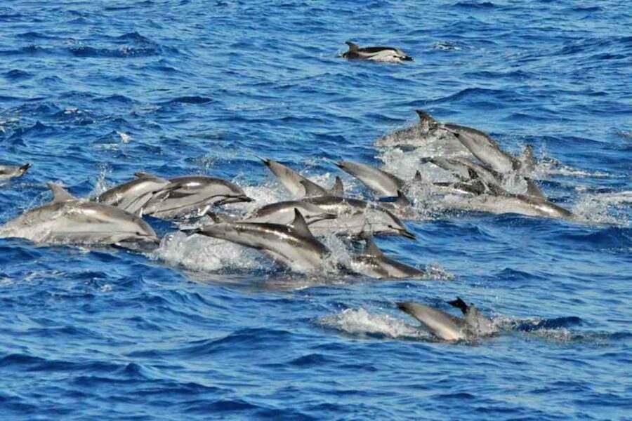 Puerto Rico de Gran Canaria: Premium Dolphin Catamaran Tour - Searching for dolphins along Gran Canaria’s coast