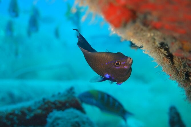 Scuba Diving Experience at Arguineguin and Puerto Rico - Marine life around Arguineguin and Puerto Rico