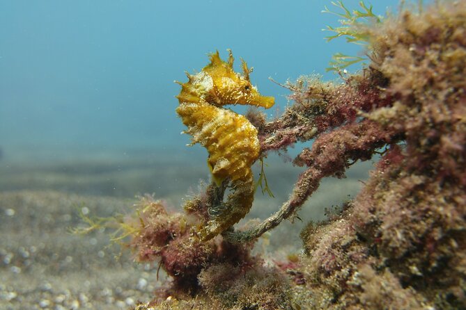 Scuba Diving Experience for Beginners in Gran Canaria - Why the instructors receive such strong praise