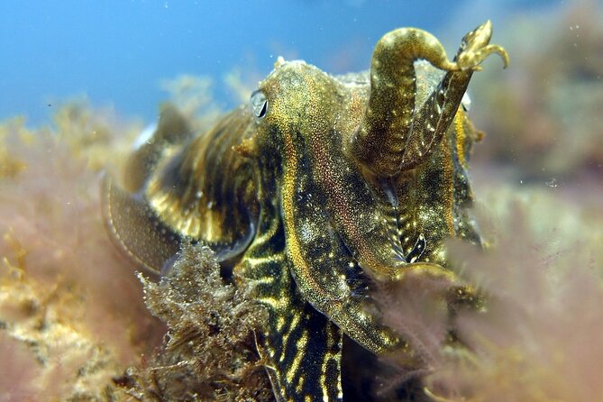 Scuba Diving Experience for Beginners in Gran Canaria - Pickup, timing, and the Puerto Rico meeting point