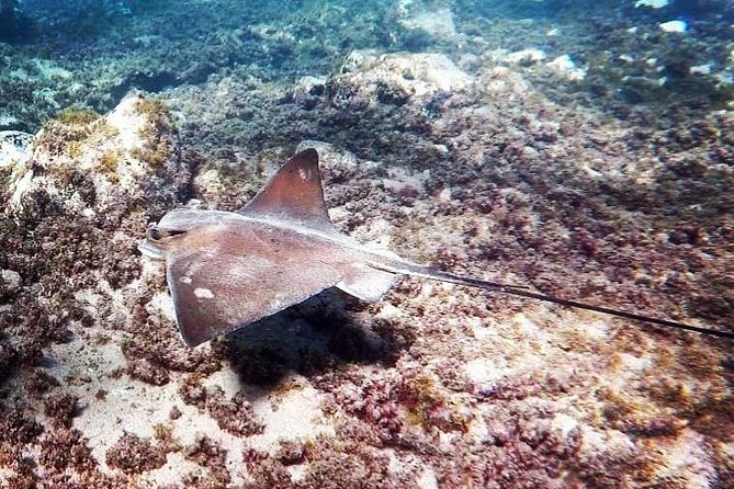Snorkeling in Gran Canaria with Hotel Pick-up - The 8:00 am pickup and Playa del Inglés base