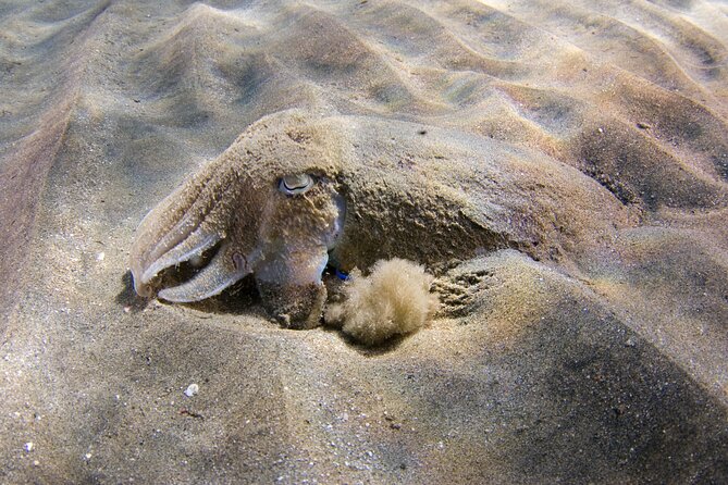 Snorkeling in Gran Canaria with Hotel Pick-up - The people who shape the experience