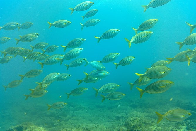 Snorkeling in Gran Canaria with Hotel Pick-up - A four-hour window with a three-hour activity