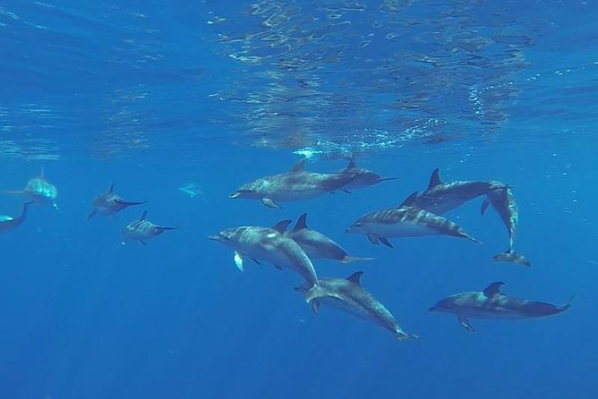 Spirit of the Sea: Cetacean sighting in Gran Canaria - Key points to know before you book