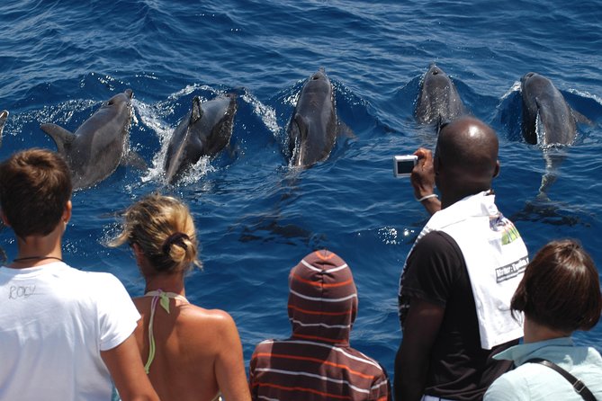 Spirit of the Sea: Cetacean sighting in Gran Canaria - The search for dolphins and whales