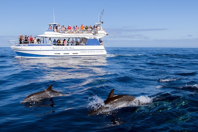Spirit of the Sea: Cetacean sighting in Gran Canaria - Crew behavior and animal welfare