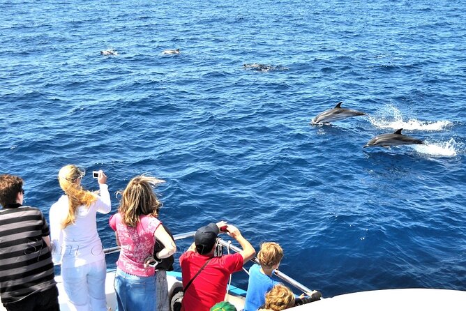 Spirit of the Sea: Cetacean sighting in Gran Canaria - Comfort, weather, and seasickness