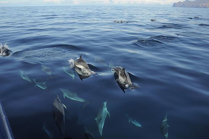 Spirit of the Sea: Cetacean sighting in Gran Canaria - What happens if you see nothing