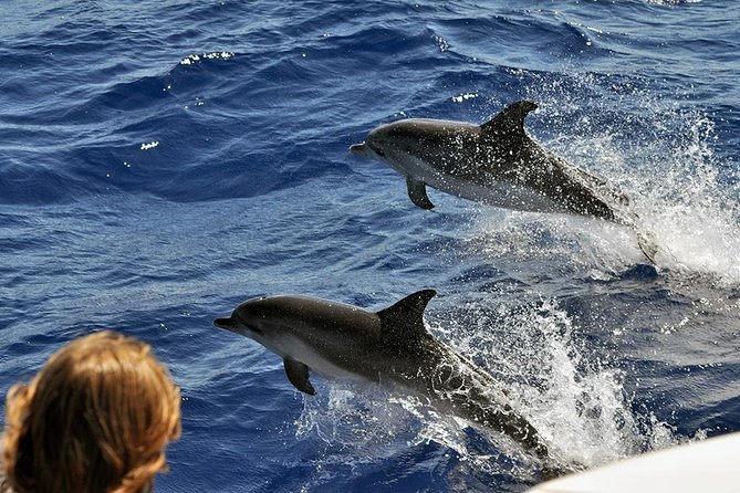 Spirit of the Sea: Cetacean sighting in Gran Canaria - Is $48.27 good value?