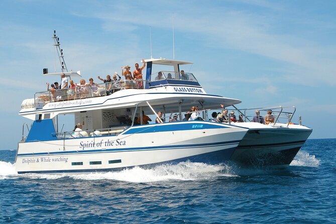 Spirit of the Sea: Cetacean sighting in Gran Canaria - Who will enjoy this trip most?
