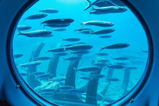 SUBMARINE ADVENTURE - Submarine Excursion in Puerto de Mogán - Is $45.53 good value?