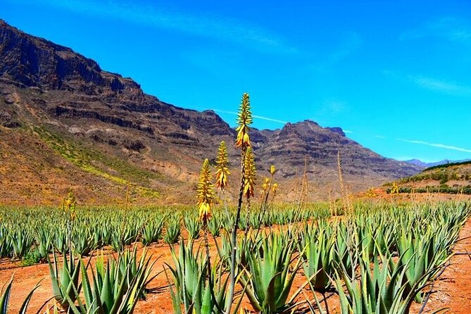 Tour to Guayadeque, Firgas, Fataga - VIP - Aloe vera and the island’s mountain villages